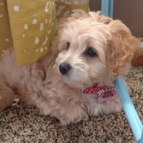 Pet Care Job Erin R's Profile Picture