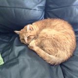 Woodbridge Pet Sitting Opportunity for Loving Cat