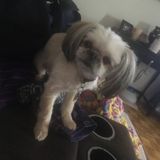 Hardworking Pet Sitting Professional in Orangeville