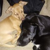 A lover of all animals to watch your animal babies!