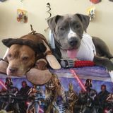 Love all types of pets
