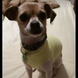 Caring for your family pet(s)