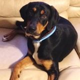 IUPUI student with a lengthy background in animal care. I'm looking to take my love of all animals and turn it into a career!