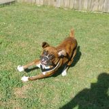 Bring Your Pet To Me For A Fun/Loving Time