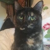 Searching for Huntsville, Texas Pet Sitter