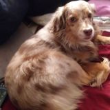 Tarpon Springs pet sitter Available For Job Opportunities. None to big or small ... Near or far ....
