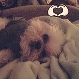 Animal lover willing and wanting to love and care for your fur babies while you are away