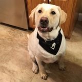 Patient Animal Lover in Ronkonkoma