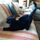 Conscientious Pet Sitter Available Now