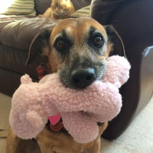 Pet Care Provider Samantha W's Profile Picture