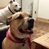 Over 10 Years of Experienced Pet Care/Special Needs Pets Experience