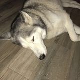 Interviewing For Animal Care Job