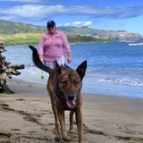 Wailuku Dog Walker Needed