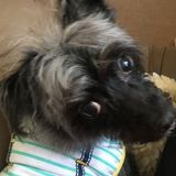 Loving pet sitter