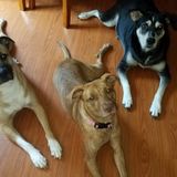 Available: Seasoned Dog Sitter in Atlanta area