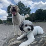 Dog Training, Pet sitting for small to medium size dogs. Cat sitting & small critters.
