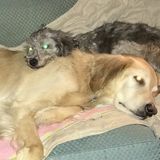 Dog Sitting Professional Seeking Work