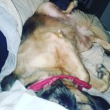 Super experienced critter sitter!
