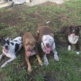North Miami Beach, Florida Dog Sitter
