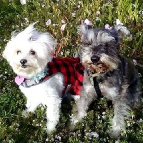 House Sitter Provider Cris C's Profile Picture