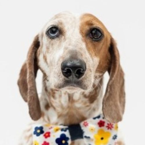 Pet Care Job Sandi Banks's Profile Picture