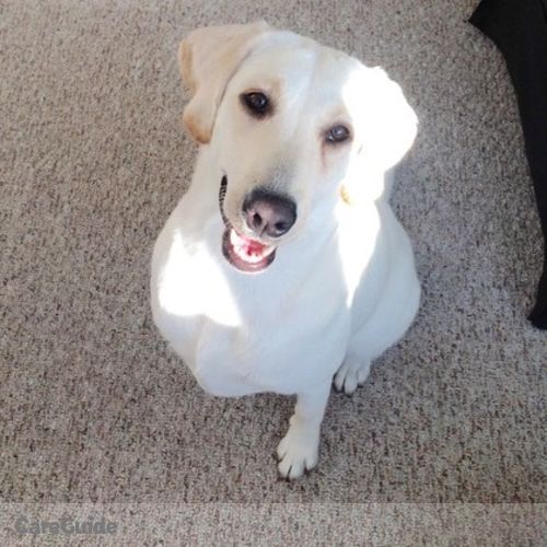 Pet Care Provider Gabriela R's Profile Picture