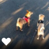 Careful Dog Walker in Stockton