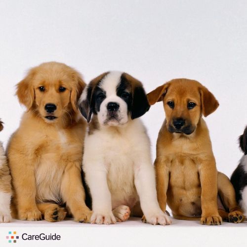 Pet Care Provider Benito B's Profile Picture