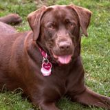 Wonderful Pet Trainer Wanted Immediately