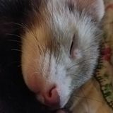 Pet Care Job in Oklahoma City, Oklahoma