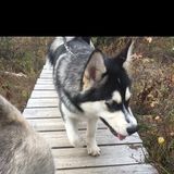 Caring House and Petsitter Needed in Wasilla