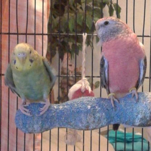 Pet Care Provider Noelle S's Profile Picture