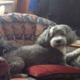 Caring Pet Sitting Professional for Your Home