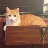For Hire: Loving Cat Sitter in Irmo, South Carolina