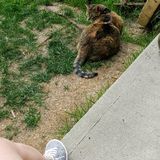 Errand Runner Available Trustworthy Compassionate Reliable Pet/House Sitter For Hire