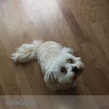 Pet Sitter needed to watch friendly small well trained dog while owner is away on short business trips