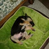 Interviewing For a Dog Walker Job in St George