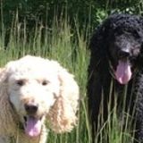 Boarding in a home for two doodles!