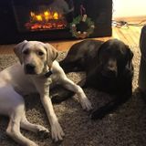 Total Animal Lover For Hire