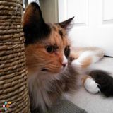 Silver Paws Dog Walking & Pet Sitting