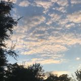 Interested In a House Sitting/ Pet Sitting Job in Queens