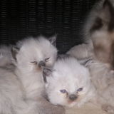 Looking to dog sit dod walking dog feed ect