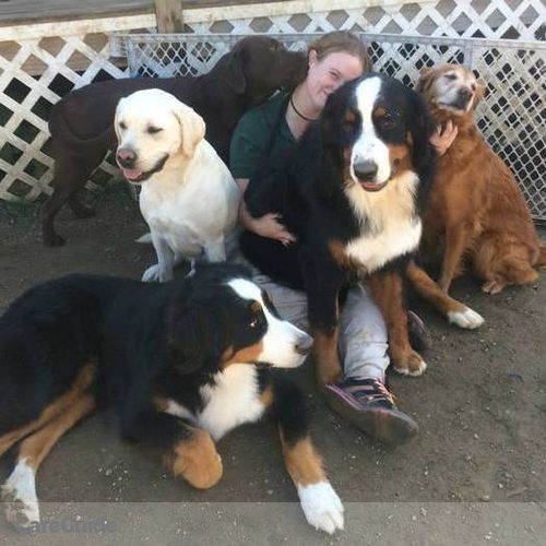 Pet Care Provider Meara S's Profile Picture