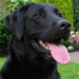 Excellent Housesitter with Experience