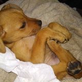 Skillful Pet Sitter Professional in Meridian