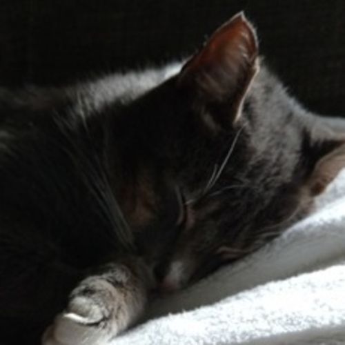 Pet Care Job Enid Weiser's Profile Picture