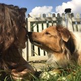 Katy dog/pet Sitting Professional Looking For Job Opportunities in katy, Texas