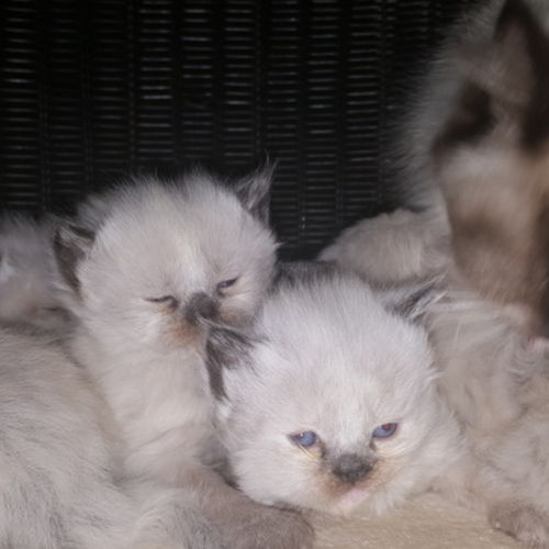 Pet Care Provider Danielle D's Profile Picture