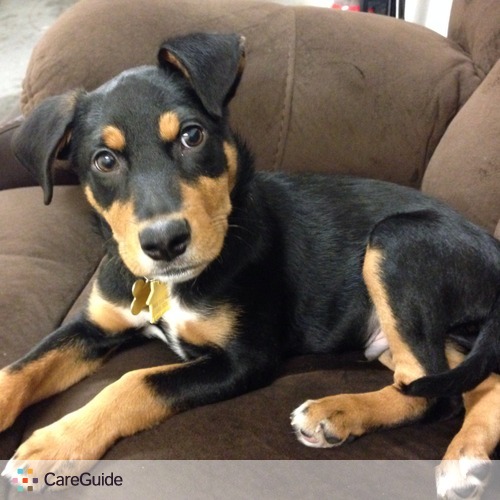 Pet Care Job Kristen G's Profile Picture