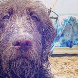Available For Chatham- Kent and area- Pet Care Provider and lover of all things